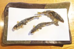 【石臼挽き手打蕎楽亭（きょうらくてい）】まるで鮎が泳いでるような天ぷらが味わえる神楽坂のお蕎麦屋さん♪